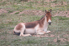 Equus kiang