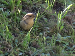 Phylloscopus collybita