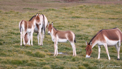 Equus kiang