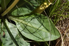 Brachyscome decipiens