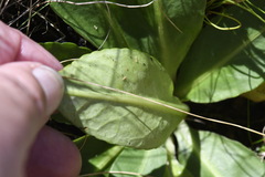 Brachyscome decipiens