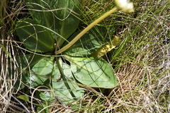 Brachyscome decipiens