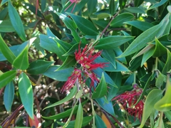 Metrosideros umbellata