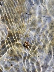 Bembicium auratum
