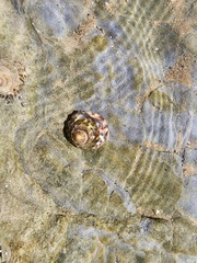 Bembicium auratum
