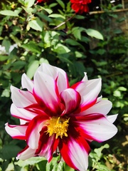 Dahlia pinnata