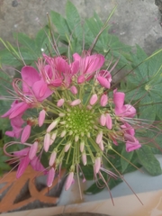 Cleome houtteana