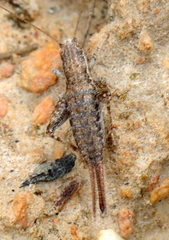 Mogoplistidae