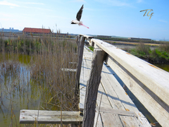 Himantopus himantopus