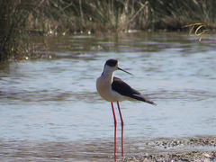 Himantopus himantopus