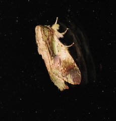 Pseudohoplitis vernalis