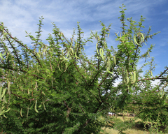Vachellia nilotica