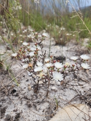 Lampranthus falcatus