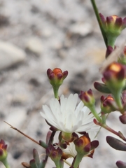 Lampranthus falcatus