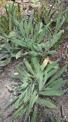 Pilosella aurantiaca