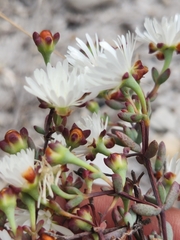 Lampranthus falcatus
