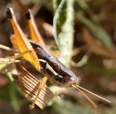 Bermius brachycerus