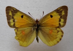 Colias chrysotheme
