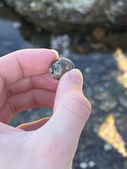 Steromphala umbilicalis