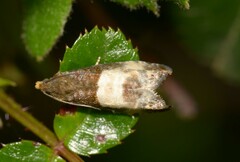 Notocelia cynosbatella