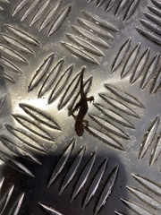 Ichthyosaura alpestris