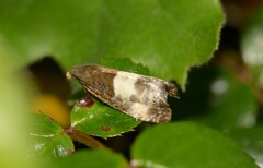 Notocelia cynosbatella