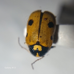 Cryptocephalus cordiger