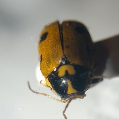 Cryptocephalus cordiger