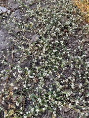 Alternanthera sessilis