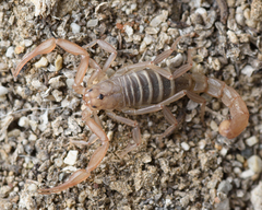Vaejovidae