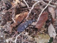 Leptocarabus