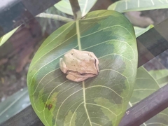 Polypedates leucomystax