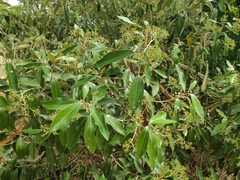 Olearia avicenniifolia