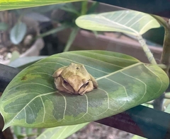 Polypedates leucomystax