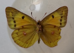 Colias chrysotheme