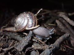 Helminthoglypta sequoicola