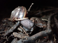 Helminthoglypta sequoicola