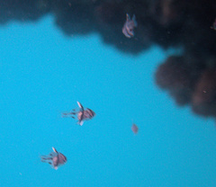 Sphaeramia orbicularis