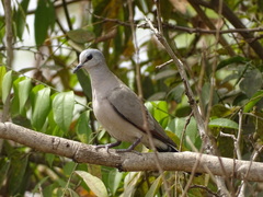 Turtur abyssinicus