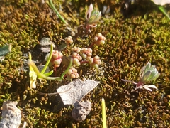 Sedum cespitosum