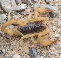 Smeringurus vachoni