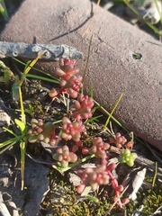 Sedum cespitosum