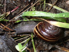 Helminthoglypta sequoicola