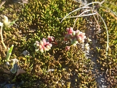 Sedum cespitosum
