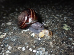 Helminthoglypta sequoicola