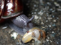 Helminthoglypta sequoicola