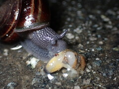 Helminthoglypta sequoicola