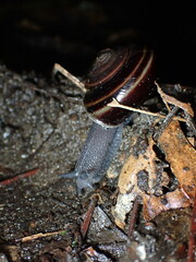 Helminthoglypta sequoicola