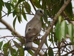 Turtur abyssinicus