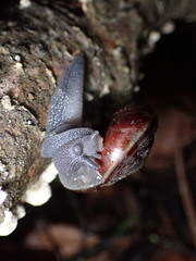 Helminthoglypta sequoicola